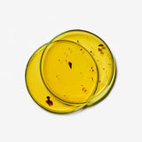 Huile nourrissante pétales de rose