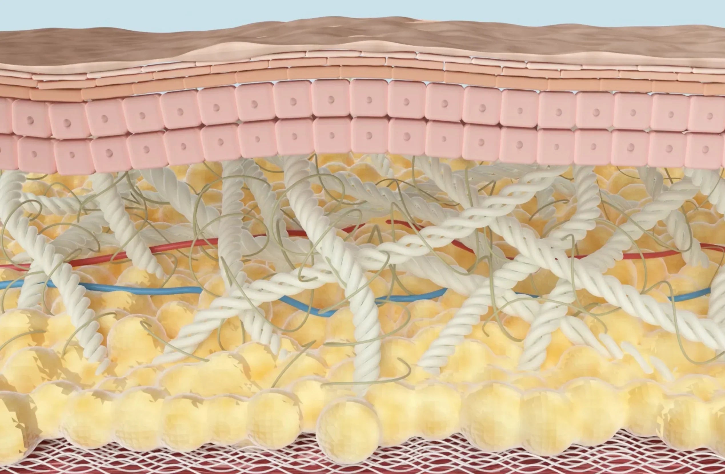 Mécanismes du vieillissement cutané : causes et prévention